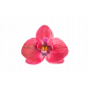 Storczyk waflowy kwiat bordowy do dekoracji 10 szt